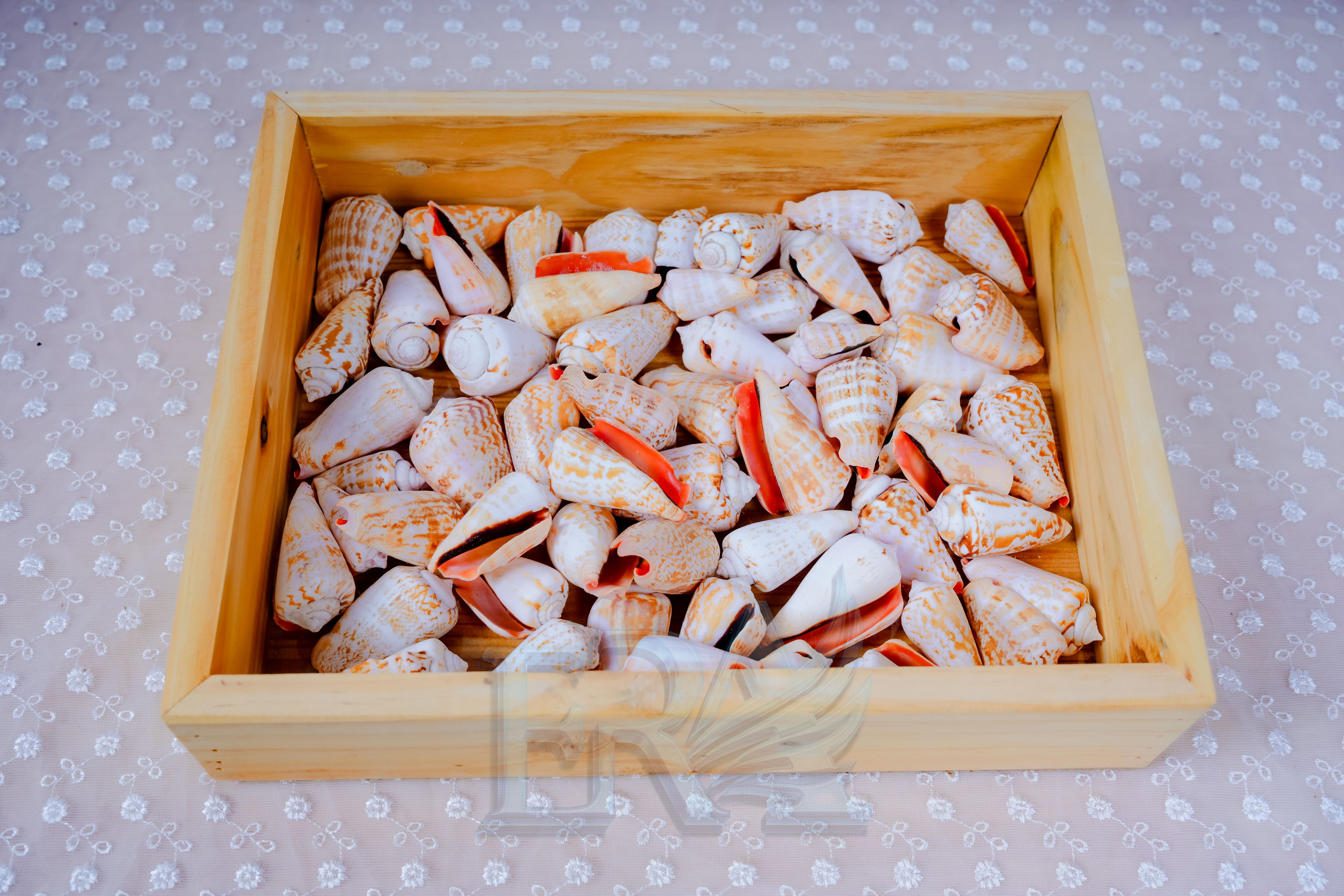 Vỏ Ốc Nhảy Đỏ 100g